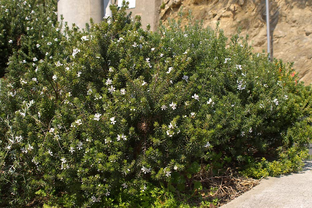 Westringia fruticosa